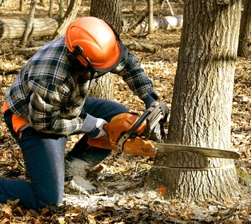 Tree Removal in Woodland, MI